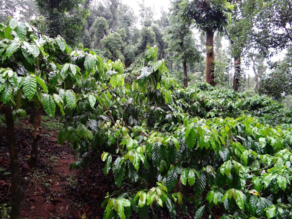 Robusta coffee plant farm