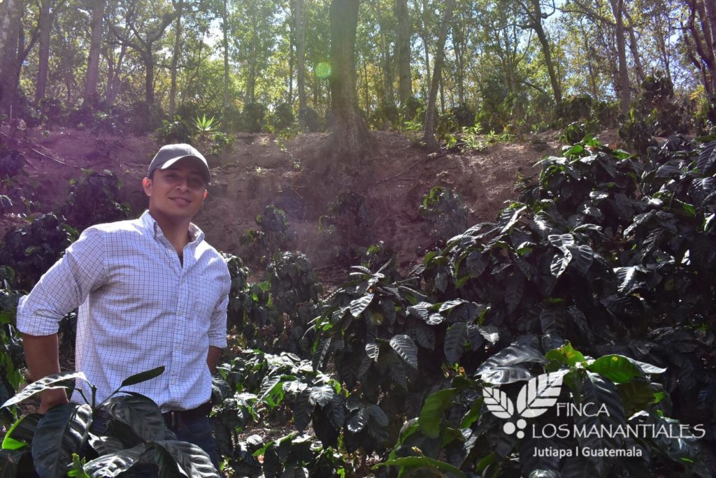 A Coffee Dream in Guatemala