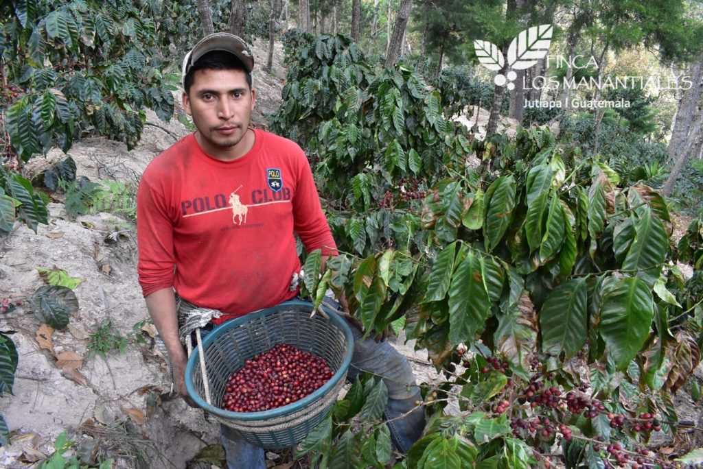 A Coffee Dream in Guatemala