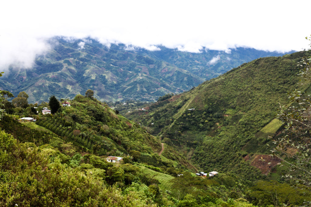Coffee in Colombia: The Good, The Bad, and the Ugly