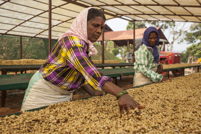 Coffee Farming in India