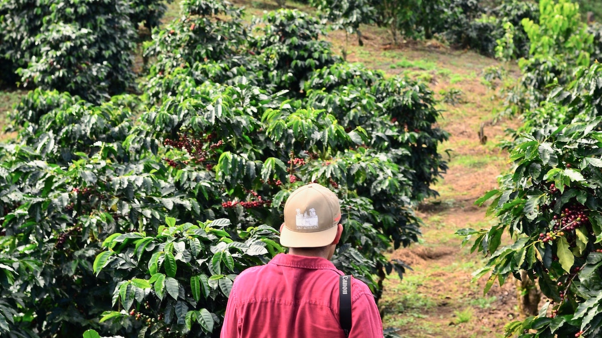 A coffee farmer